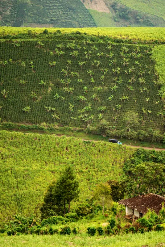 La escala del paisaje es tan grande que aquí podemos ver en primer plano la casa de la finca; abajo, antes de la carretera, los cultivos de maíz, a la izquierda, y los cafetos con sombrío de frutales a la derecha; arriba, en la loma, los cafetales tachonados de matas de plátano, y en el borde superior de la foto otros maizales. Corregimiento Santa Rosa, municipio de Sandoná,
Nariño. Andrés Mauricio López