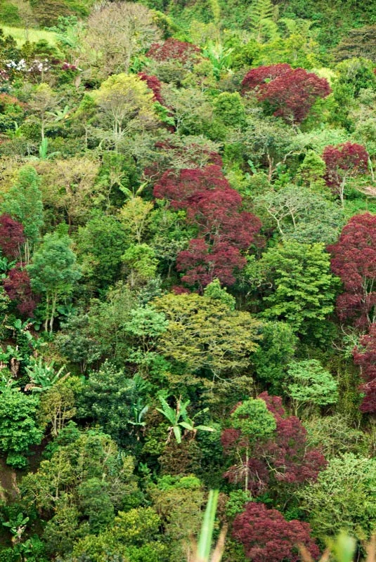 Cafetales de sombrío, Santa Rosa, municipio de Sandoná, Nariño. Andrés Mauricio López