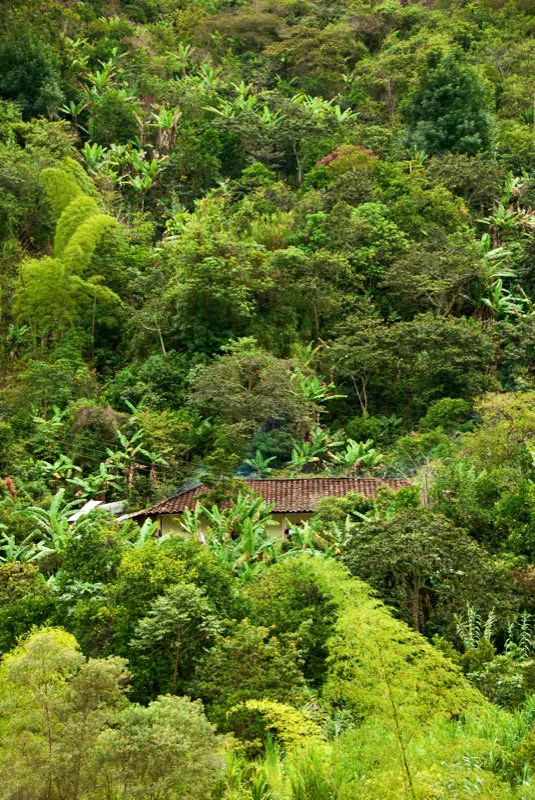 Cafetales de sombrío, Santa Rosa, municipio de Sandoná, Nariño. Andrés Mauricio López