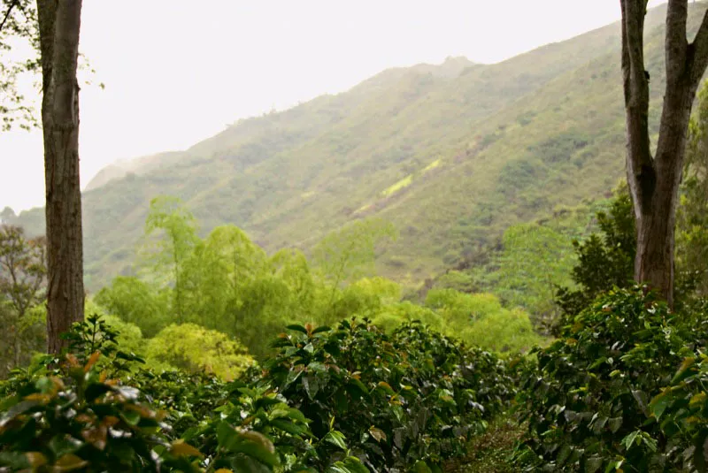 En estas tierras hay pocas en que la niebla se detiene das enteros sobre los cafetales y el paisaje parece fantasmal; luego se desatan los chaparrones y el agua corre entre las plantaciones. El paisaje es melanclico y contrasta vivamente con el nimo alegre de sus habitantes. Finca Santa Catalina, vereda Catalina, municipio de Samaniego, Nario. Andrs Mauricio Lpez