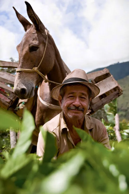 Los colinos de café se transportan en diversas formas, un par a mano, una decena en un canasto
para café, 50 en una carreta, unos cientos en cajas ajustadas al lomo de mulas. Samaniego, Nariño. Andrés Mauricio López