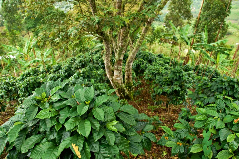 En la Bocatoma el Negro, en La Vega, Cauca, se desarrolla un programa llamado Familias guardabosques, para que los campesinos que antes se dedicaban a los cultivos ilcitos ahora cuiden y recuperen los bosques, como dice un documento de la Presidencia de la Repblica. Los caficultores de la regin se han comprometido con este programa de reforestacin que consiste en sembrar caf de sombro permanente. Andrs Mauricio Lpez