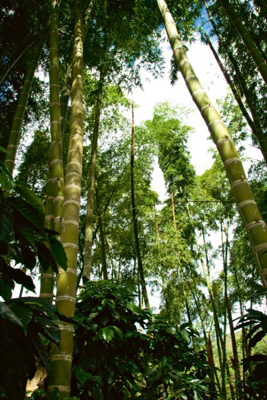 La guadua y el café hacen buena pareja y crean hermosos paisajes, como se ve aquí, en Los Cauchos II, San Agustín, Huila. Andrés Mauricio López