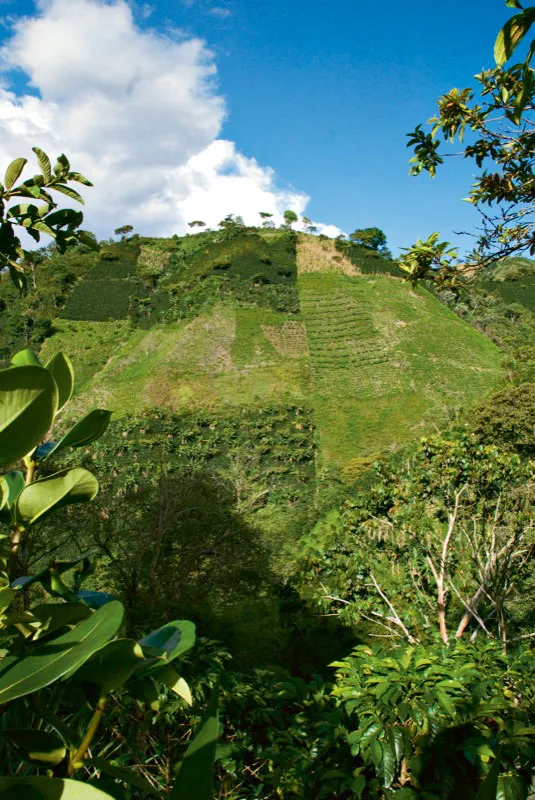 Finca Nogales, Pitalito, Huila. Andrés Mauricio López