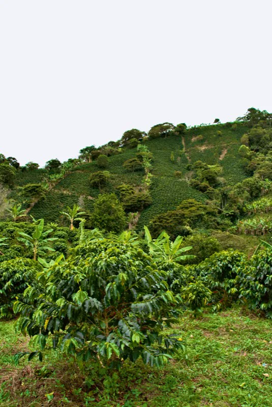 Corregimiento Los Cauchos, San Agustín, Huila. Andrés Mauricio López