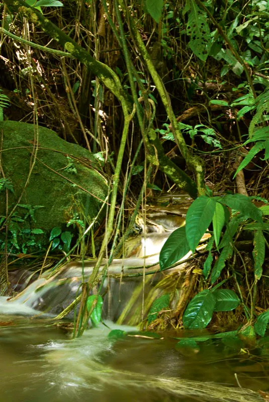 El rumor de aguas magnficas se escucha al pasar entre musgos y sombra vegetal. Andrs Mauricio Lpez