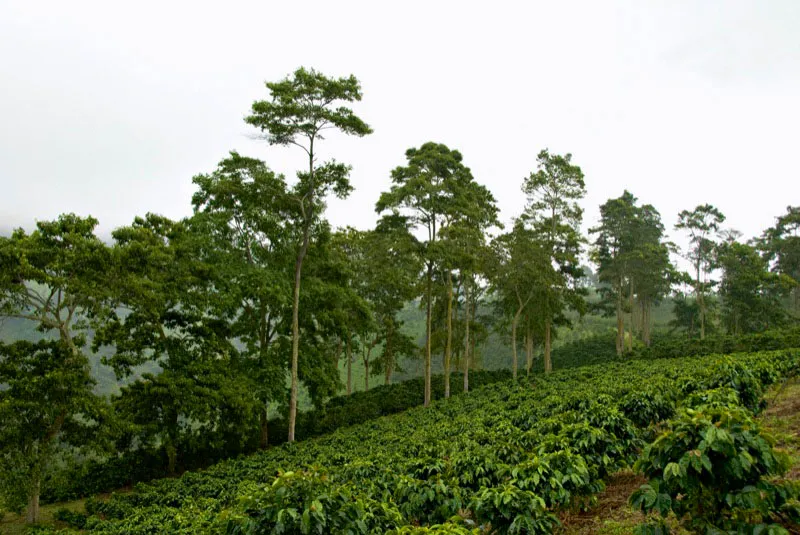 Hermosos árboles le dan sombrío permanente a este cafetal, y lo protegen del rigor de los vientos, en Líbano, Tolima. Andrés Mauricio López