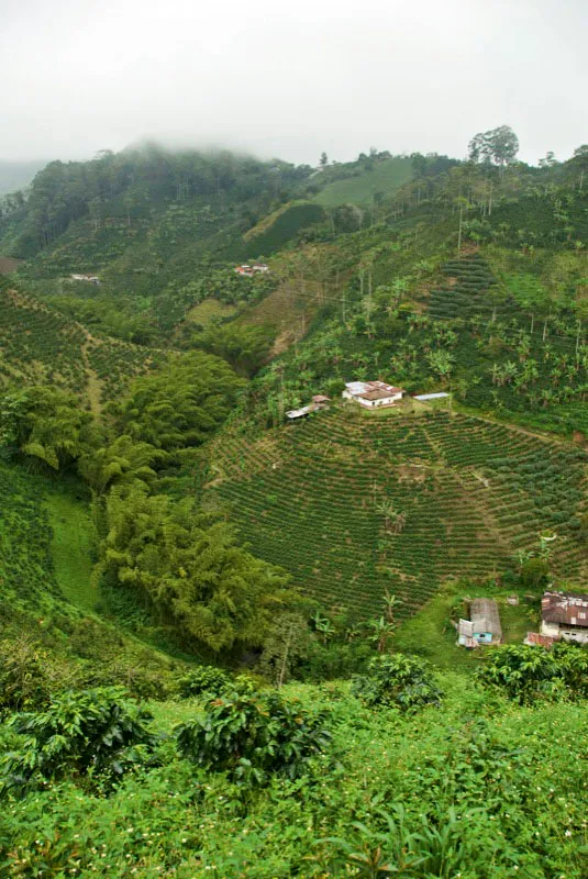 Los pequeños caficultores aprovechan cada centímetro de sus parcelas para sembrar café y hacer huertas donde también cultivan productos de pancoger. Vereda El Paraíso, Líbano, Tolima. Andrés Mauricio López