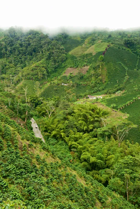 Bosques primarios, guaduales, maíz; la huerta y los cultivos de café conviven en el territorio de la finca cafetera La Unión, en Líbano, Tolima. Andrés Mauricio López