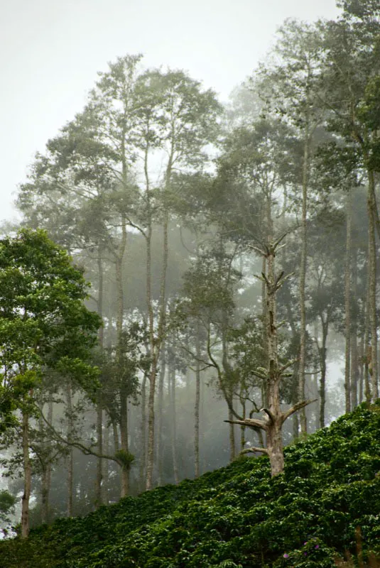 Vereda El Paraíso, Líbano, Tolima. Andrés Mauricio López