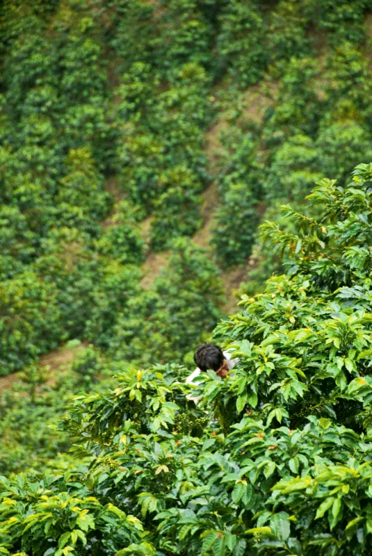 Vereda El Paraíso, Líbano, Tolima. Andrés Mauricio López