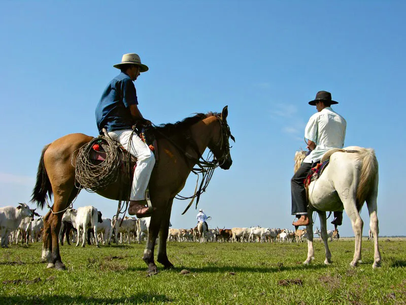 Los llanos Orientales son grandes extensiones de tierra dedicadas principalmente a la ganadera. Slo en sus estribaciones se cultiva el caf. Casanare. Carlos Pineda