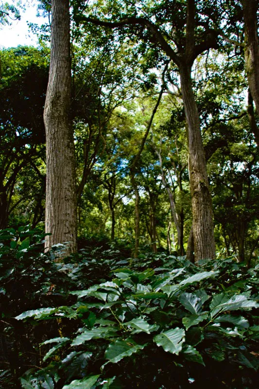 Cafetal de sombrío en Dosquebradas. Carlos Pineda