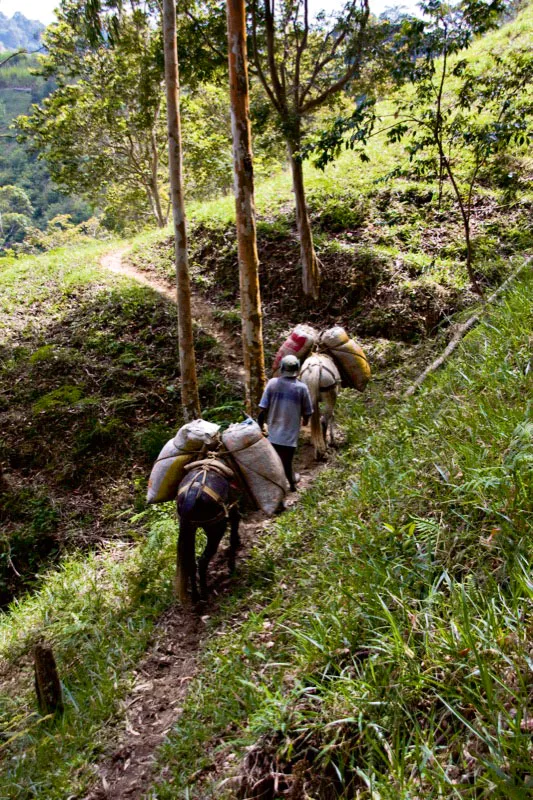 Recua de mulas por las montaas de Ocaa, Norte de Santander. Carlos Pineda