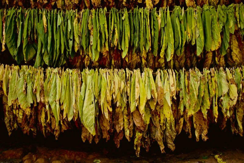 Hojas de tabaco puestas a secar. El tabaco santandereano ha tenido fama, por su calidad, desde la poca de la colonia. El tabaco americano y el caf africano se encontraron en estas tierras y formaron un matrimonio perfecto. Carlos Pineda