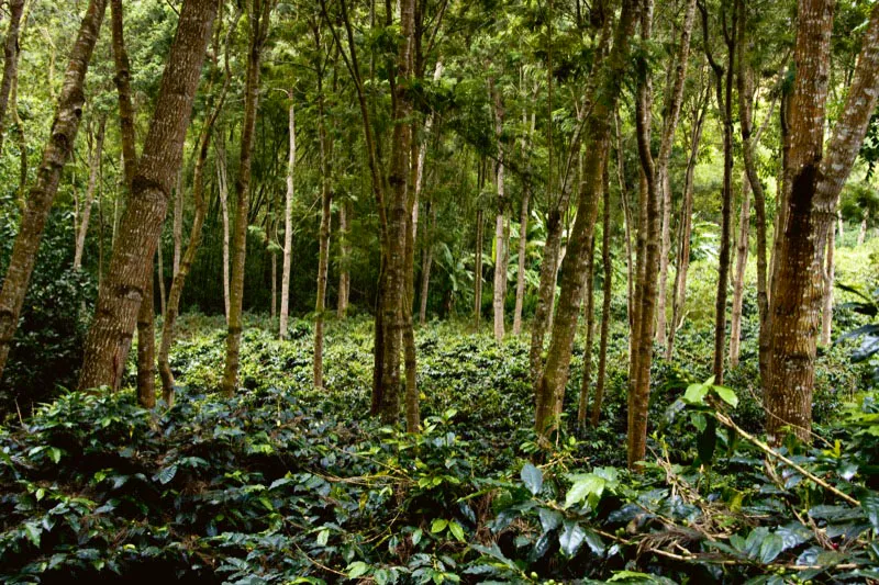 Magnfico ejemplo de lo que es un cafetal de sombro permanente, este entorno boscozo le aade un sutil perfume al caf que alli se cultiva. Antigua hacienda Misiones, Municipio de Mesitas del Colegio. Andrs Mauricio Lpez