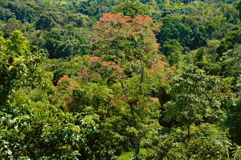 Bosque nativo de la hacienda Ceylán, en donde se aprecia un hermoso ejemplar de gualanday, con sus flores rojas, en el municipio de Viotá, al suroeste del departamento. Carlos Pineda