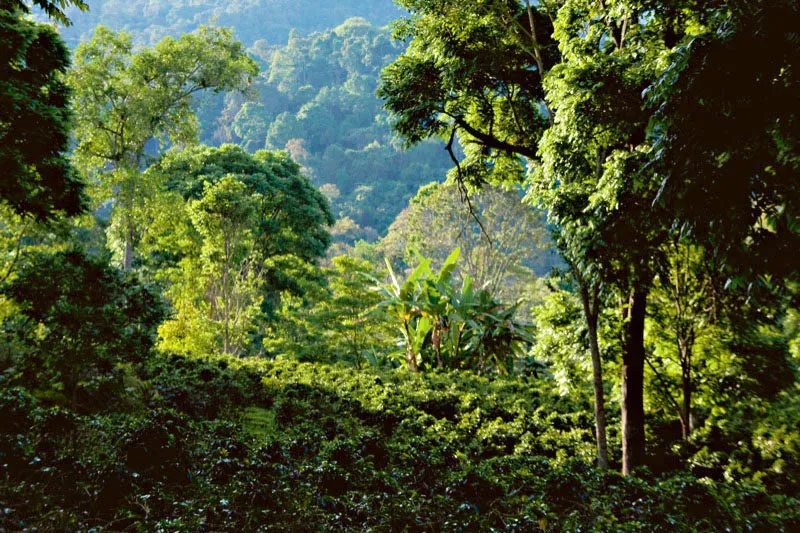 Los cafetales con sombrío permanente tienen una singular belleza, pues los grandes árboles de maderas preciosas crean una atmósfera en la que la luz parece atrapada dentro del paisaje. Carlos Pineda
