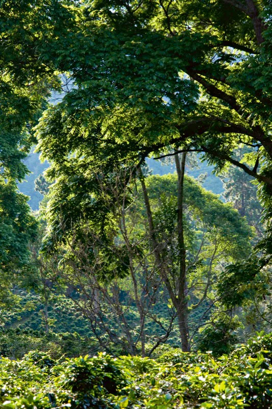 Los cafetales con sombrío permanente tienen una singular belleza, pues los grandes árboles de maderas preciosas crean una atmósfera en la que la luz parece atrapada dentro del paisaje. Carlos Pineda