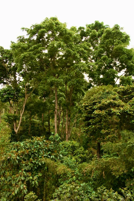 Los cafetales con sombrío permanente tienen una singular belleza, pues los grandes árboles de maderas preciosas crean una atmósfera en la que la luz parece atrapada dentro del paisaje. Andrés Mauricio López