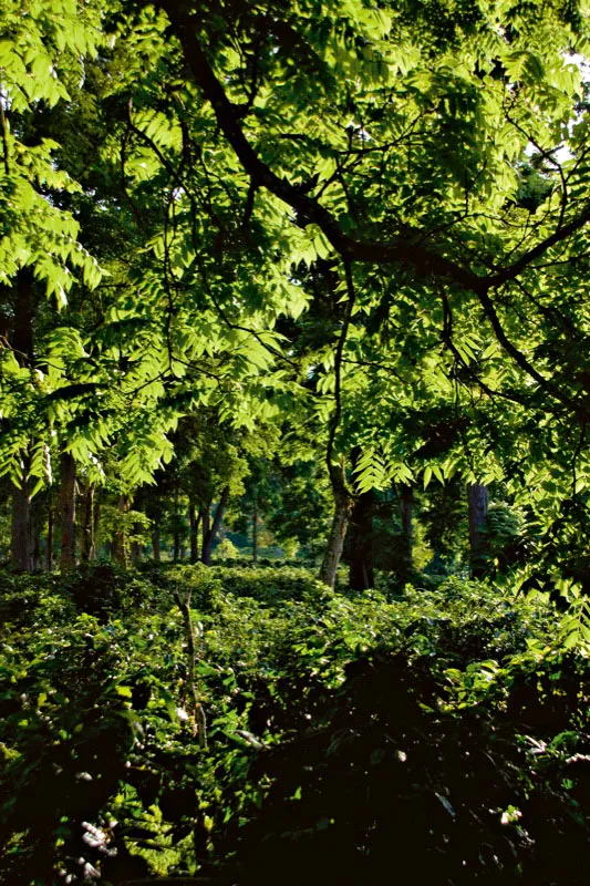 Los cafetales con sombrío permanente tienen una singular belleza, pues los grandes árboles de maderas preciosas crean una atmósfera en la que la luz parece atrapada dentro del paisaje. Carlos Pineda