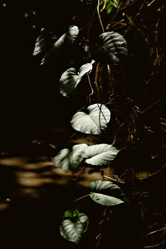Prístinas aguas en la Hacienda Ceylán, Viotá, Cundinamarca. Carlos Pineda