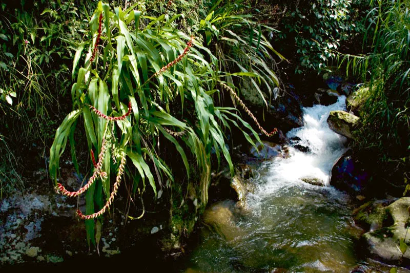 Prístinas aguas en la Hacienda Ceylán, Viotá, Cundinamarca. Carlos Pineda