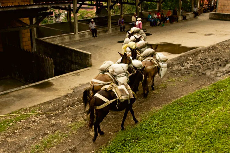 Recua de mulas cargadas de café llegando al beneficiadero de la hacienda Misiones. Carlos Pineda