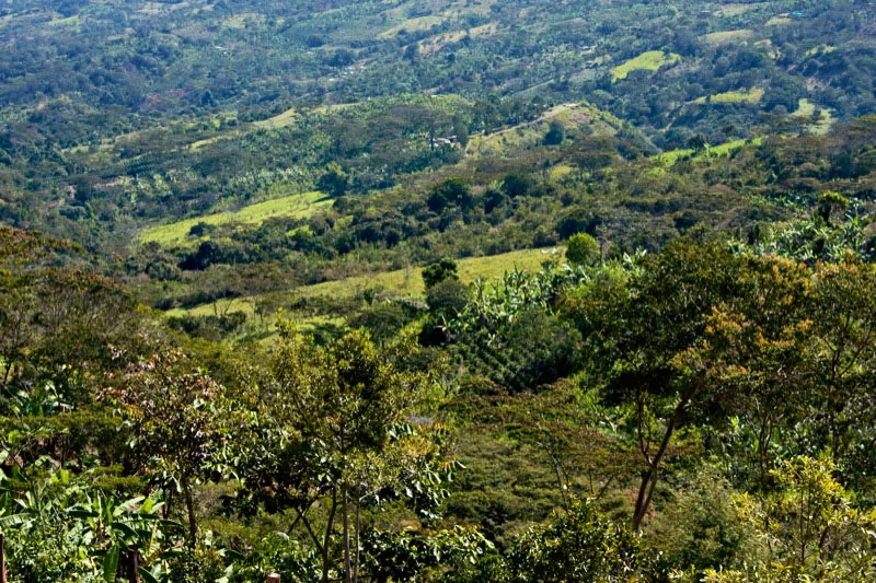 Togüí. Miniparcelas cafeteras en donde se cultivan, además, plátanos, frutas y verduras para el consumo cotidiano. Carlos Pineda