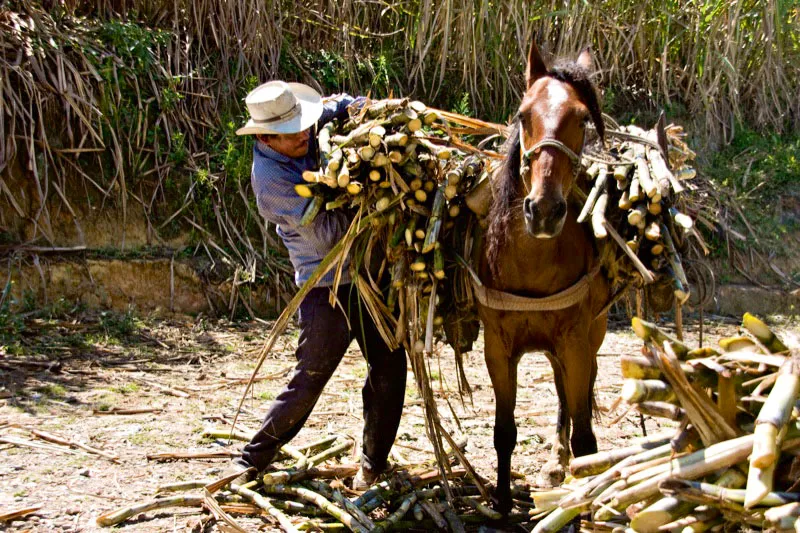 Cañaduzales en la vereda de Togüí. La caña de azúcar se transporta en mula hasta el trapiche donde se convierte en panela. El azúcar y el café también conforman un excelente matrimonio, tal vez porque el azúcar da energía extra. Carlos Pineda