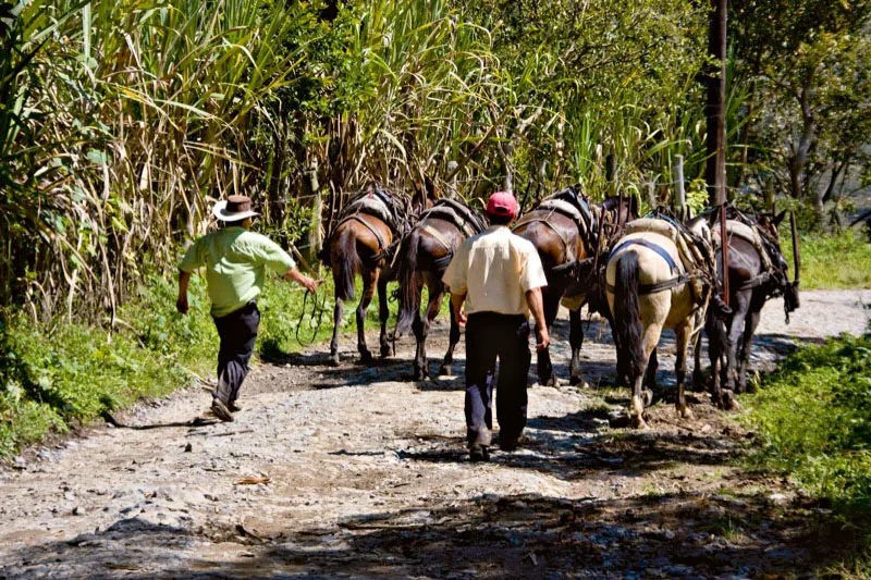 Caaduzales en la vereda de Togü. Carlos Pineda