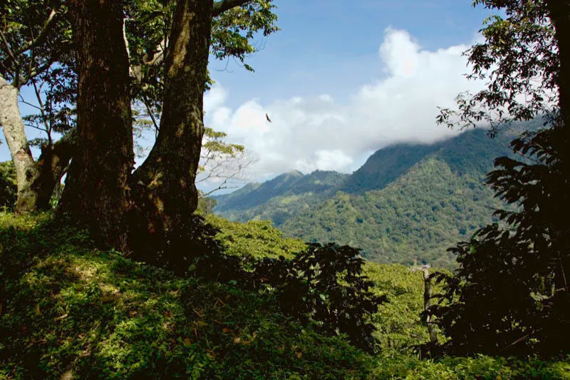 Bosques nativos en las estribaciones de la Sierra Nevada de Santa Marta, en el municipio de Minca, departamento del Magdalena. Carlos Pineda