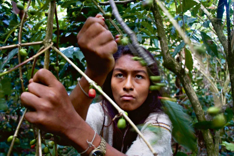 Indígena arhuaco recolectando cerezas de uno de los cafés que más prestigio tienen en Colombia. Businchama, departamento del Cesar. Carlos Pineda