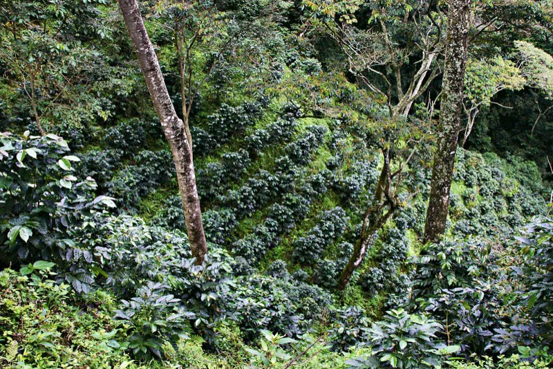 Cafetales con sombro permanente, en la hacienda La Victoria, municipio de Minca, departamento del Magdalena. Carlos Pineda