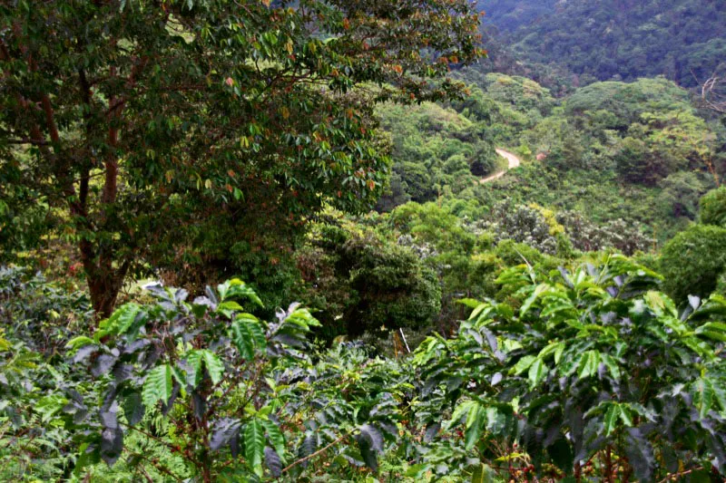 Cafetales con sombrío permanente, en la hacienda La Victoria, municipio de Minca, departamento del Magdalena. Carlos Pineda