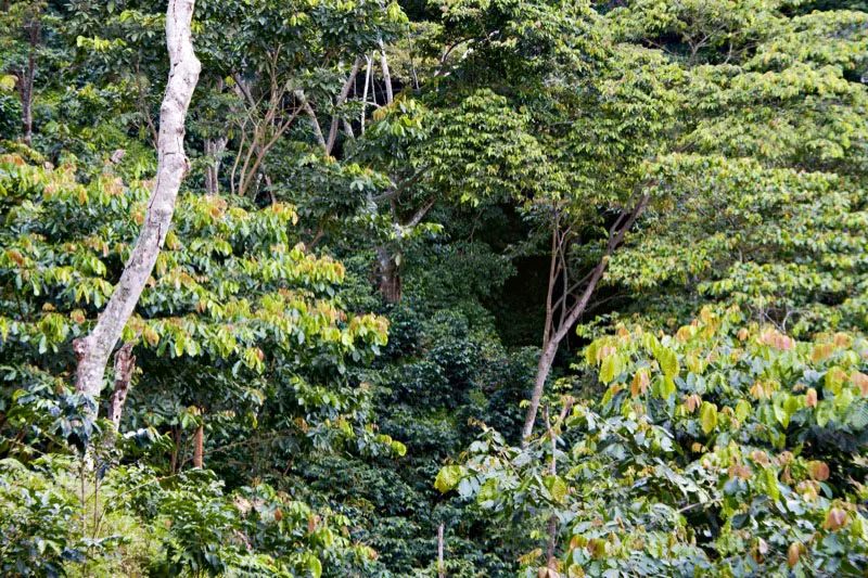 Cafetales con sombrío permanente, en la hacienda La Victoria, municipio de Minca, departamento del Magdalena. Carlos Pineda