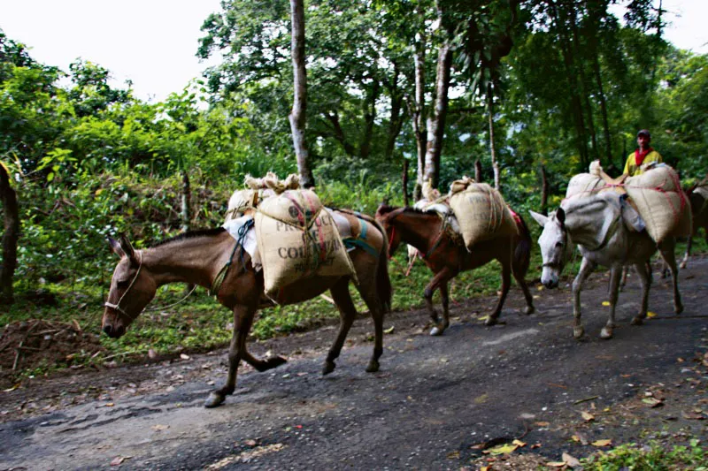 Recua de mulas camino a Minca, centro de acopio de la regin. Carlos Pineda