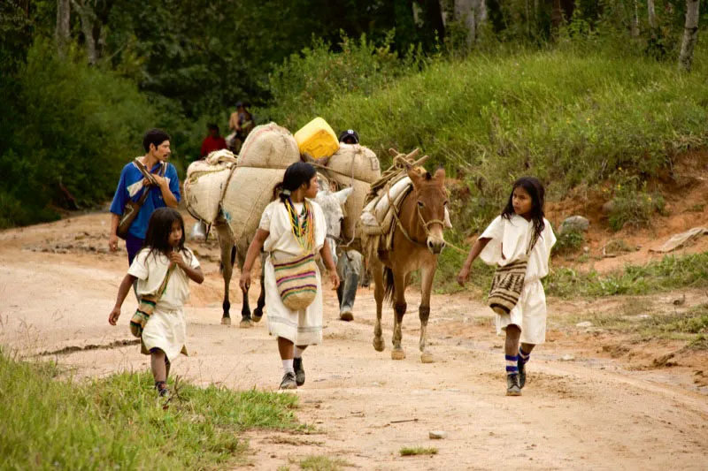 Familia arhuaca llevando su cosecha de Businchama a Pueblo Bello. Estos caminos son verdaderas vas arterias por donde desfilan da a da las familias con sus cargas. Carlos Pineda