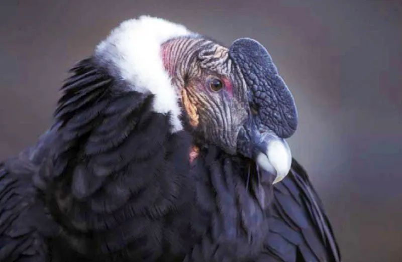 Cndor en el volcn nevado del Purac, Cauca. 
Es el ave ms grande de la Tierra. Pesa hasta 12 kilos y sus alas abiertas durante el vuelo miden tres metros. Vive hasta 70 aos. El macho se distingue de la hembra por tener una cresta sobre la cabeza. Desde los tiempos precolombinos el cndor ha sido considerado un animal sagrado. 