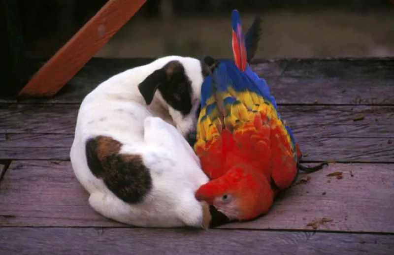 Guacamaya, Leticia, Amazonas.
La guacamaya (Ara sp), ave propia del trpico americano habita los bosques y selvas septentrionales, llanuras cercanas a ros y arroyos y la zona alta de los bosques. Se alimenta de frutas, nueces, insectos y vegetales. Segn su plumaje se clasifican como Ara ararauna, la azul y Ara macao, la roja. 