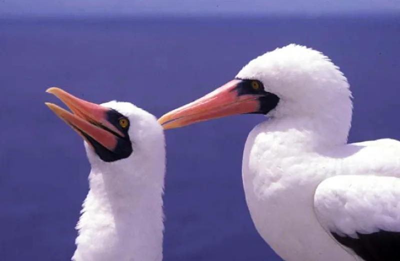 Pareja de piqueros enmascarados, isla de Malpelo. 
En esta isla del ocano Pacfico se halla la colonia reproductora ms grande del mundo de estos pjaros. Las aves son la poblacin mayoritaria del islote y se han reportado visitas de hasta 60 especies distintas. Esta roca es la cima de la cordillera volcnica submarina Dorsal de Malpelo. 