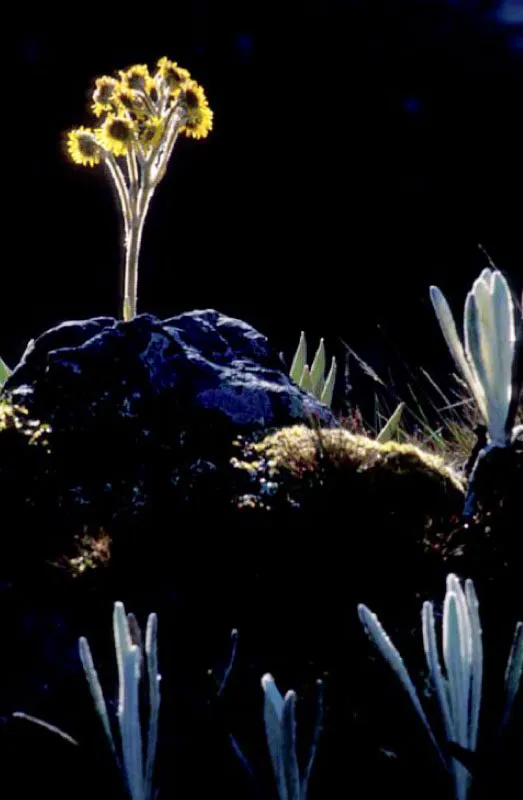 Frailejón en el páramo del Sumapaz.
El frailejón (Espeletia congestiflora) es planta exclusiva del páramo. El de Sumapaz es considerado el más extenso del mundo. Los páramos son la gran reserva hídrica de la nación. La enorme capacidad del páramo para retener agua dan importancia vital para la regulación hidrográfica del país.