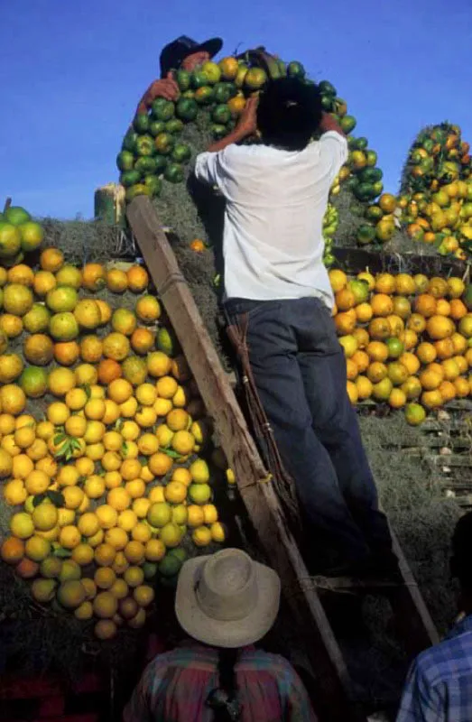 Corpus Christi en Anolaima, Cundinamarca. 
La poblacin fue fundada en el territorio de los anolaymas por Gonzalo Jimnez de Quesada en su camino a la sabana de Bogot, en 1538. Aqu se celebra la festividad de Corpus Christi con desfiles y exhibiciones de la riqueza agraria que la han convertido en Capital frutera de Colombia. 