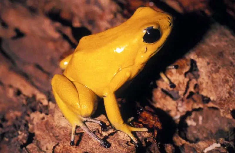 Rana kokoi, Chocó.
La familia de los dendrobátidos se reconoce por sus vibrantes colores que advierten a los depredadores de la presencia de veneno en la piel. Esta rana segrega la neurotoxina más potente del mundo. La batracotoxina es de gran interés en la investigación de enfermedades neurológicas.