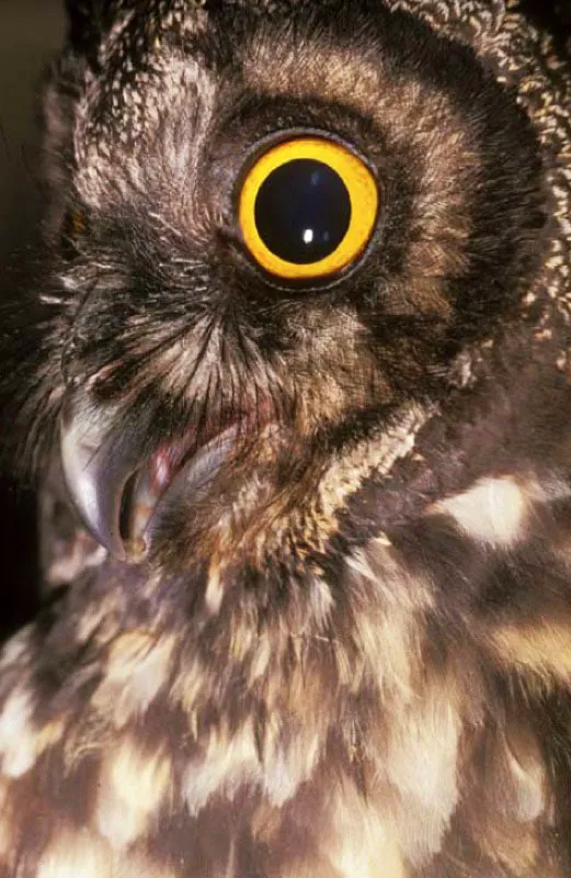 Bho de los Andes occidentales. 
El gnero Asio de bhos con mechn de plumas con apariencia de orejas en la cabeza. Son de talla media, 30 a 46 cm de longitud, y de alas largas. Los bhos Asio o estigios tropicales son mayormente sedentarios y cazan de noche roedores, otros mamferos pequeos y algunas aves. 