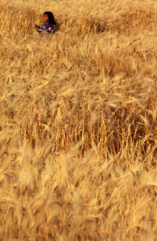 Trigales, volcanes del sur, Nario. 
Las faldas de los grandes volcanes narienses estn densamente pobladas y son zonas donde
se cultiva intensamente. La fertilidad de la tierra volcnica se debe a viejos depsitos de cenizas. El efecto benfico del vulcanismo sobrepasa, con el tiempo, los peligros de erupciones infrecuentes. 