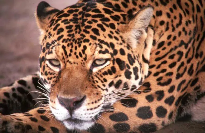 Jaguar (Panthera onca).
Es el mayor felino de América. Musculoso y robusto, tiene patas relativamente cortas y cabeza grande. Su mandíbula es la más poderosa del género. Su patrón de manchas es único e irrepetible. La longitud de los machos es de 1,72-2,41 metros y algo menor en las hembras.