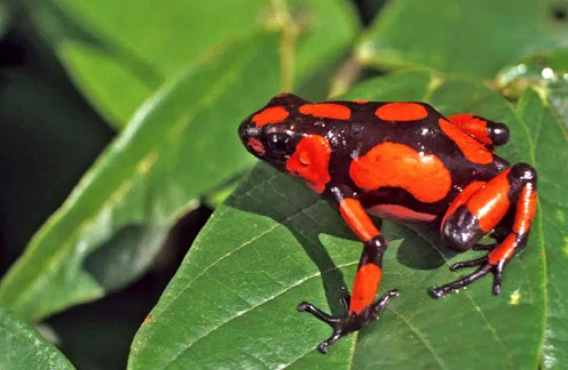 Rana venenosa, Choc. 
Conocida como rana venenosa de arlequn, la rana cocoi, se caracteriza por los vivos colores de su cuerpo: amarillo, naranja, rojo, blanco y azul. Estos sirven como advertencia de animal venenoso para sus enemigos. Habita en la regin del Choc en Colombia, y en el occidente del Ecuador. 