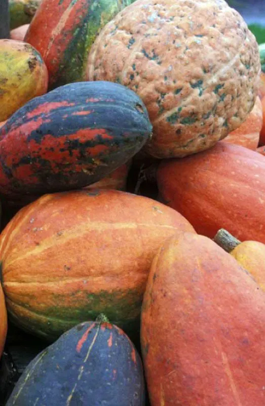 Variedad de calabazas de Boyac. 
Los chibchas del altiplano boyacense tenan entre sus alimentos el maz, la papa o turma de la tierra, la batata, la arracacha, la ahuyama, el frjol, el aj, la quinua, los cubios, las hibias, la yuca dulce y las calabazas; esenciales para la preparacin del tpico cocido boyacense. 