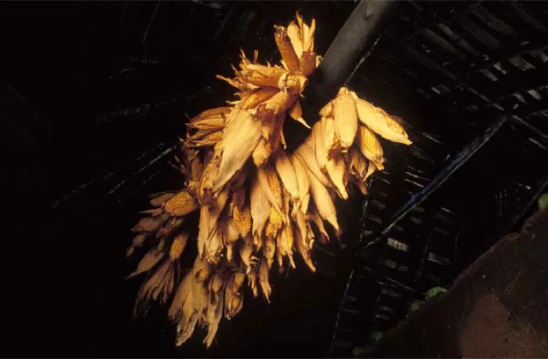 Conservación del maíz, Sierra Nevada de Santa Marta.
Llamado “el dulce oro de Colombia” o “semilla del Sol”, el maíz ha sido desde la época precolombina, y sigue siéndolo hoy, el eje de la agricultura de los pueblos indígenas y base de su alimentación. Fruto de los dioses, íntimamente ligado a su mitología, religión y tradiciones medicinales.